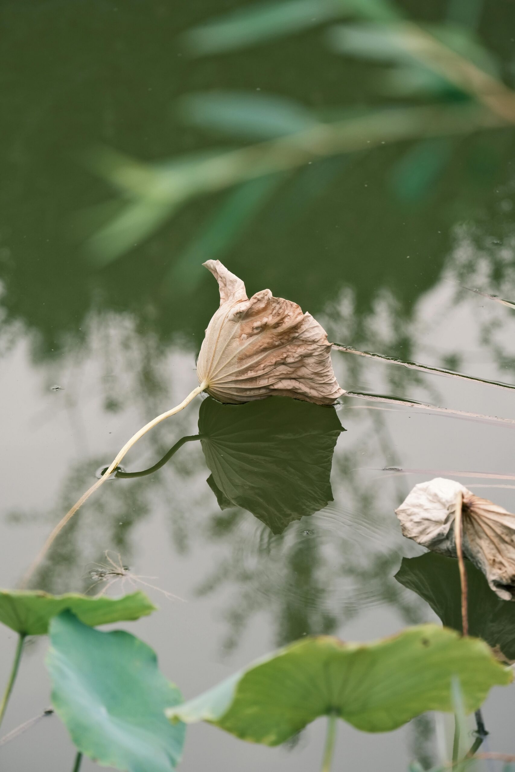 Flower reflected in calm water, representing reflection, grounding and support through anxiety treatment.
