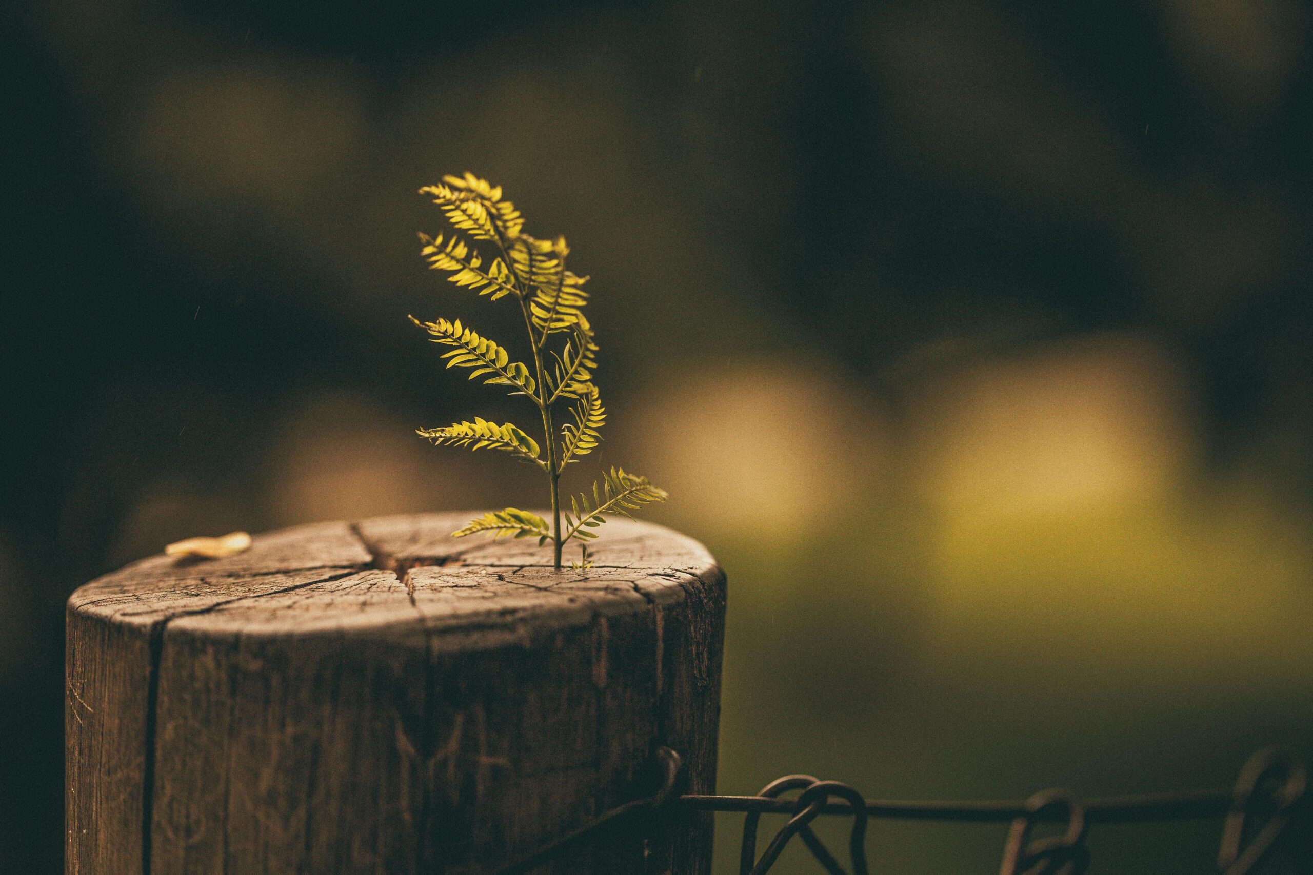 A new green shoot coming out of an old tree stump, representing new growth and change through individual counselling.