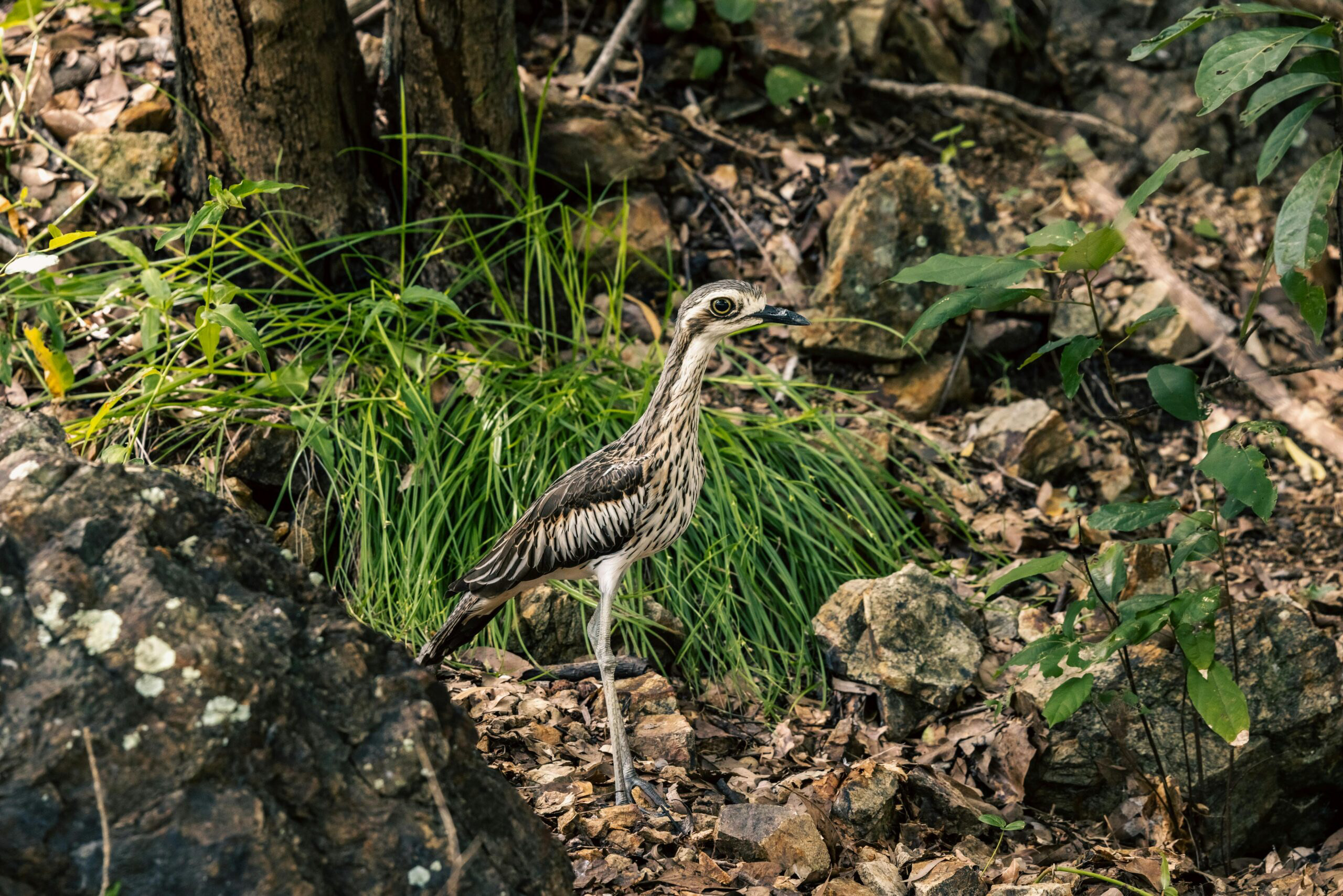 Darwin nature and wellbeing Bird standing in a natural Darwin setting, reflecting calm, perspective and connection with the local environment.