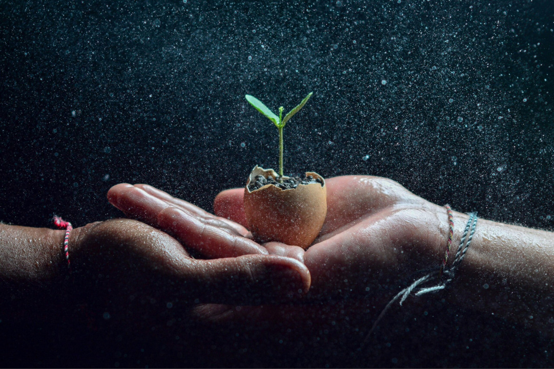 Hands holding a small plant, symbolising growth, support and wellbeing through psychology and counselling in Darwin
