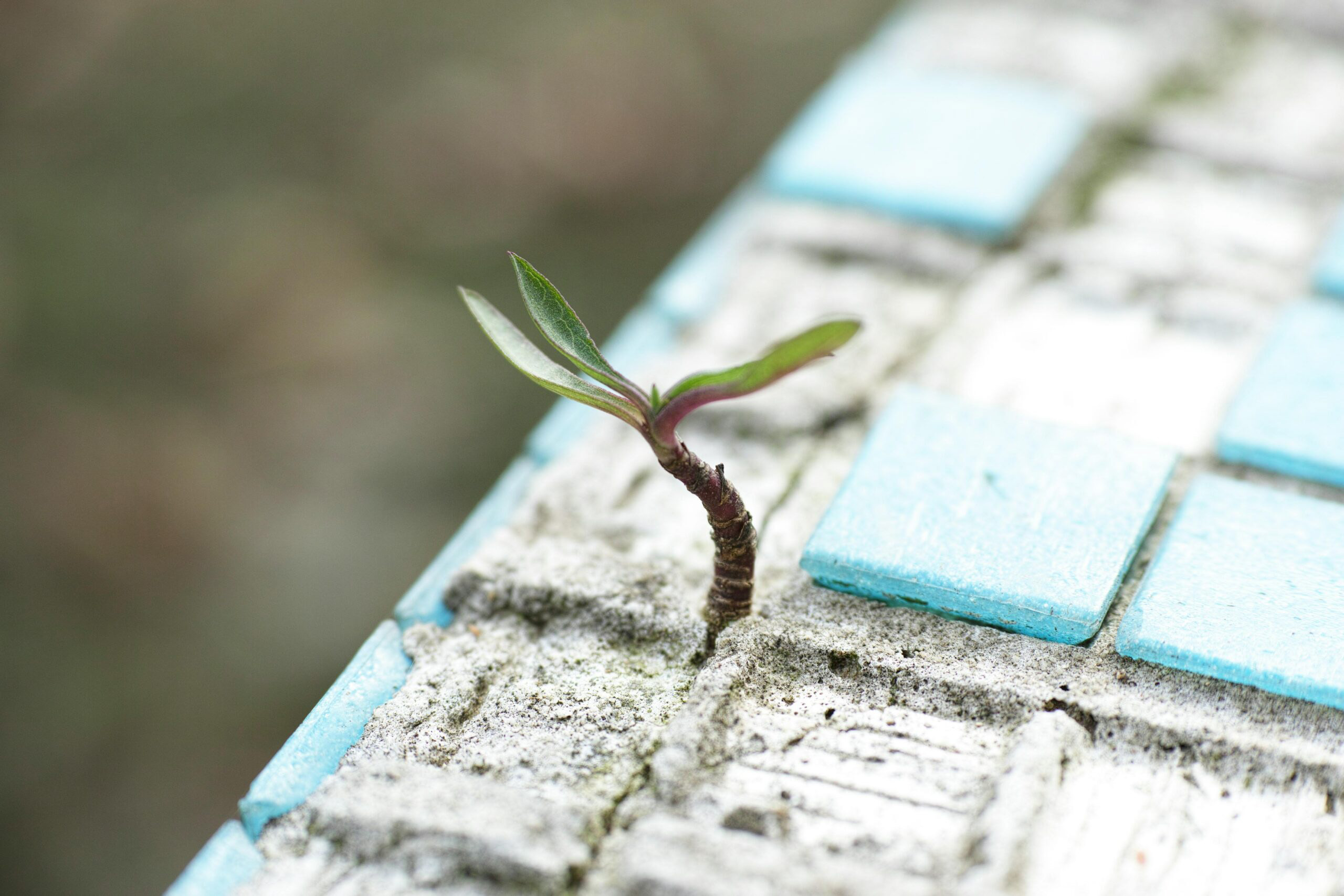 A new shoot representing growth and change from psychology and counselling at Breakthrough Psychology.