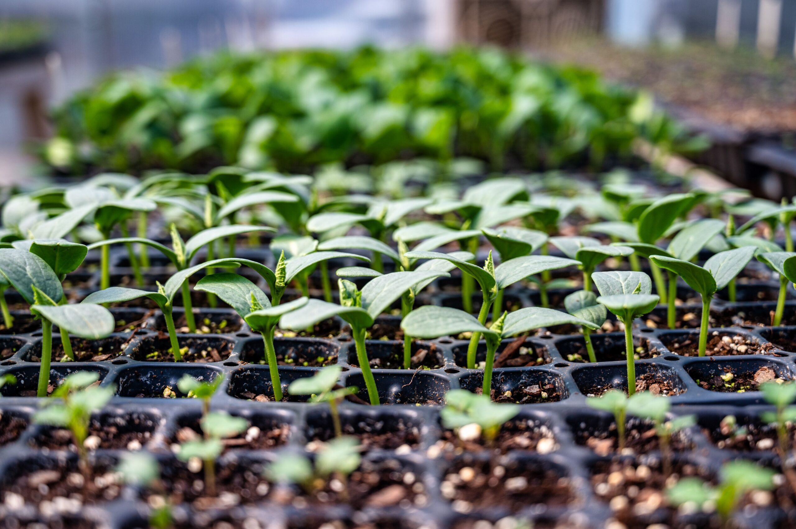 Seeds at different stages representing change and growth through counselling
