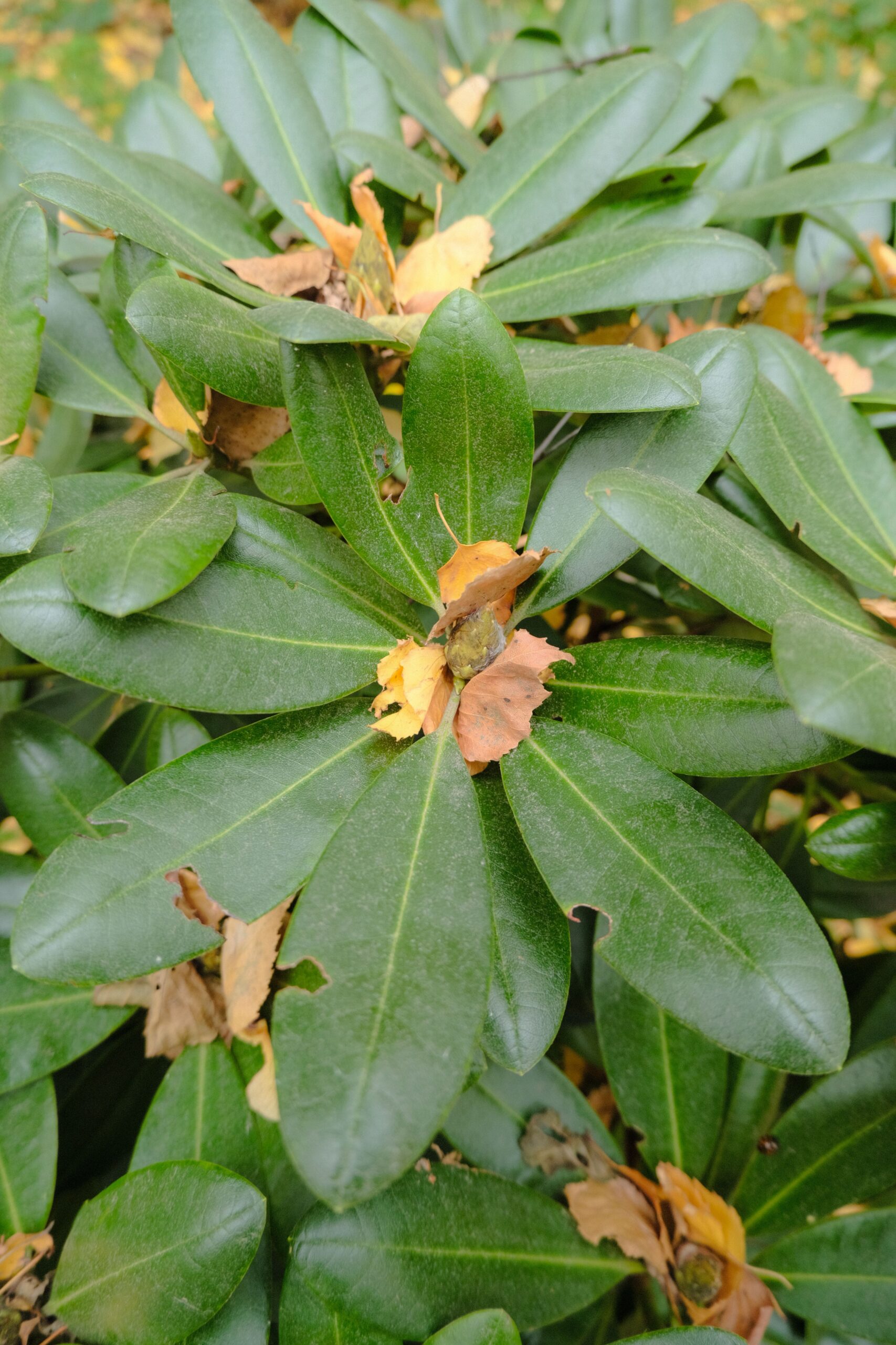Overlapping leaves representing processing and integration in EMDR therapy